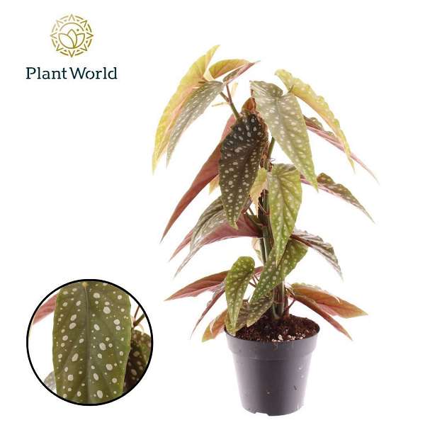 Picture of Begonia phoenix wing moss pole