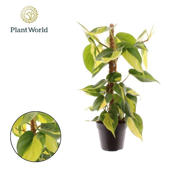 Picture of Philodendron scandens brasil moss pole