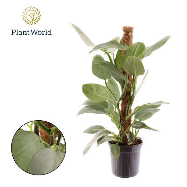 Picture of Philodendron silver sword moss pole