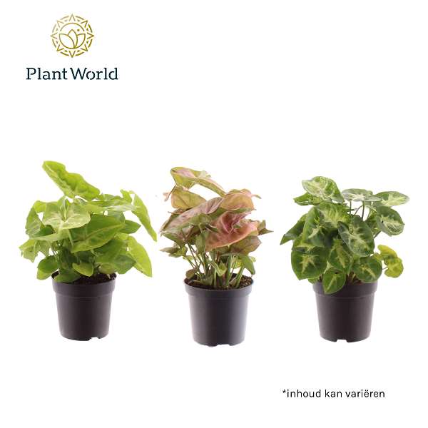 Picture of Syngonium mix