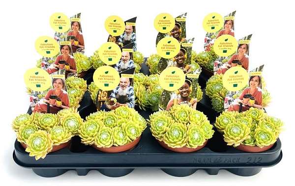 Picture of Sempervivum lemon flare