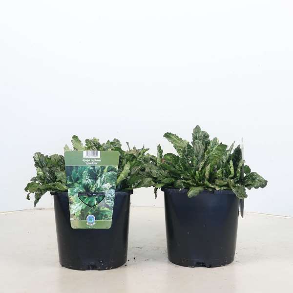 Picture of Ajuga reptans sparkler