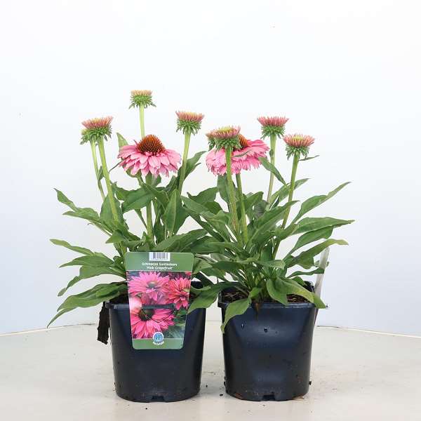Picture of Echinacea purpurea 'sunseekers pink grapefruit