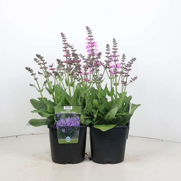 Picture of Salvia fashionista 'lilac lipstick