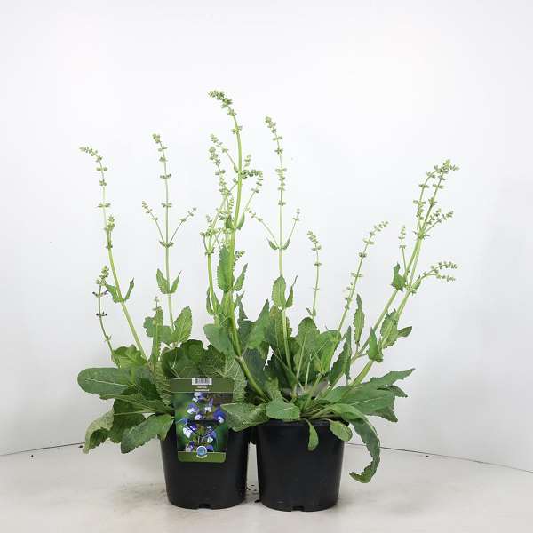 Picture of Salvia madeline