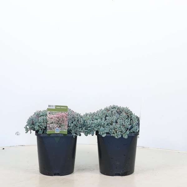 Picture of Sedum cauticola lidakense