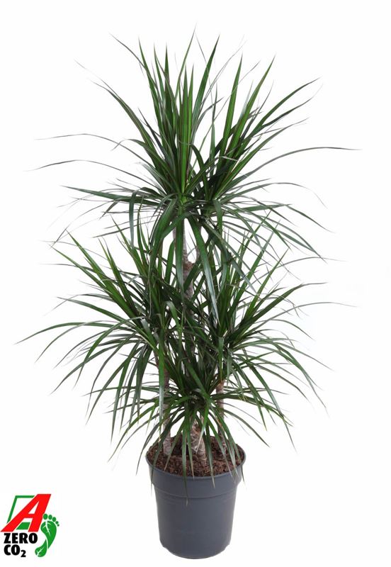 Picture of DRACAENA MARGINATA CARROUSEL 060+
