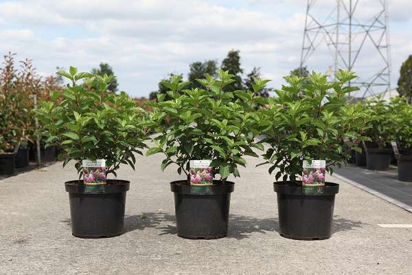 Picture of Hydrangea pan  fraise melba