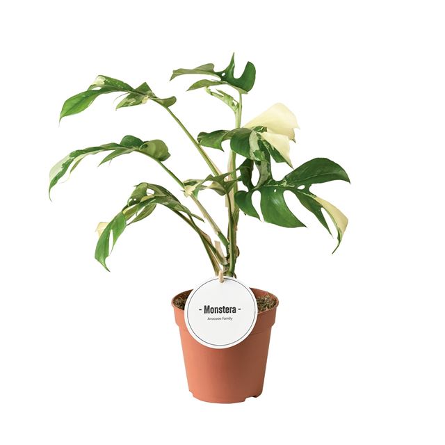 Picture of Monstera minima variegata