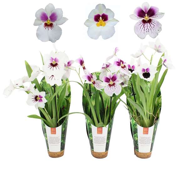 Picture of Miltoniopsis 02-stem white + cover