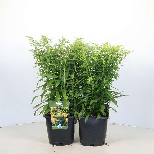 Picture of Solidago golden dwarf