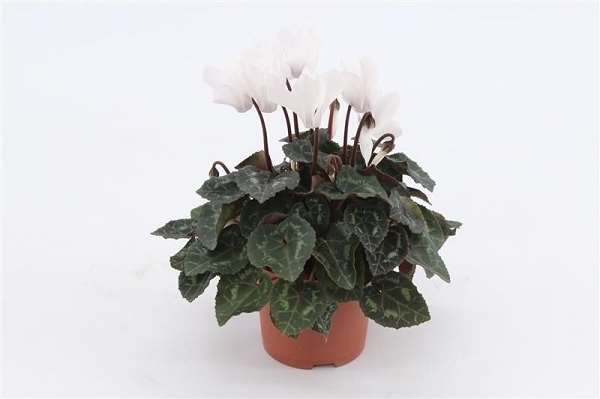 Picture of Cyclamen mini white