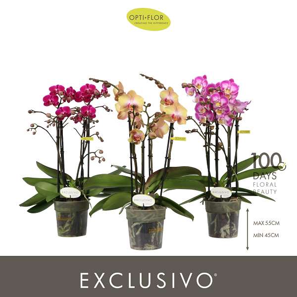 Picture of Phalaenopsis 04-stem exclusivo mix