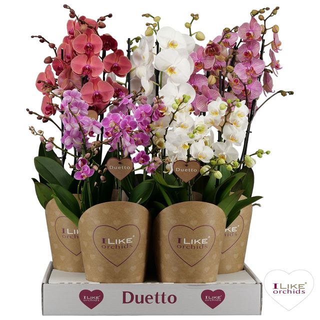 Picture of PHALAENOPSIS DUETTO COMBI MIX