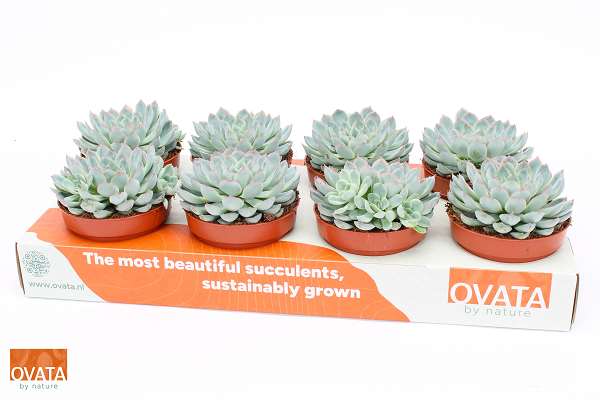 Picture of Echeveria serenity pearl