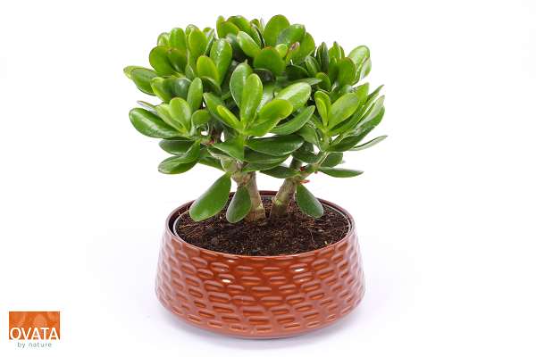 Picture of Crassula magical tree in ceramic brown