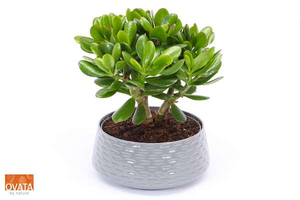 Picture of Crassula magical tree in ceramic gray