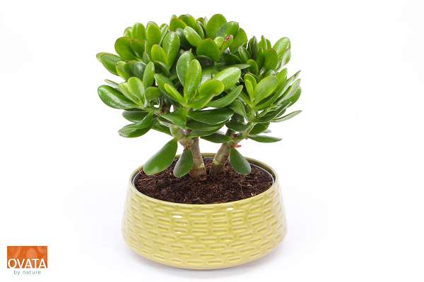 Picture of Crassula magical tree in ceramic green