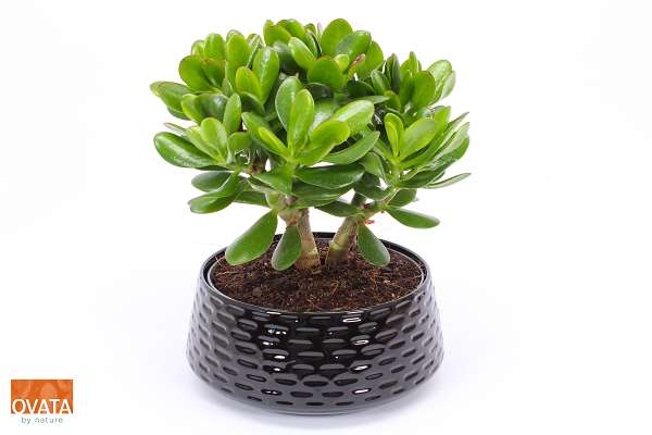 Picture of Crassula magical tree in ceramic black