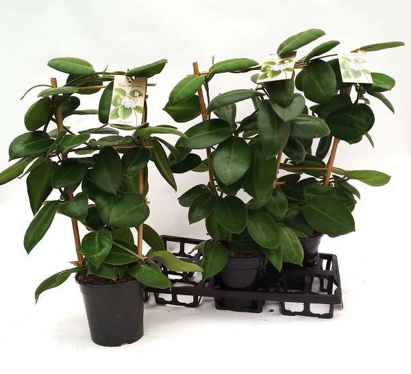 Picture of Hoya stargazer on frame