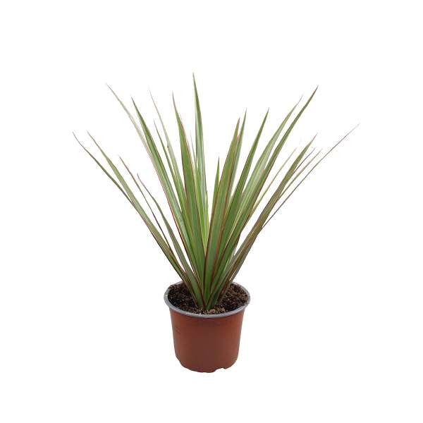 Picture of Dracaena marginata bicolor