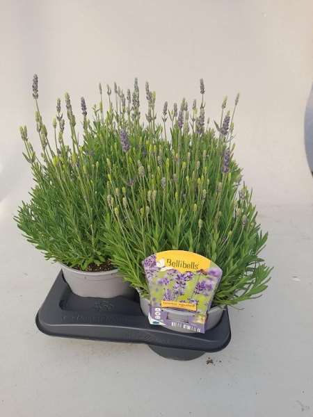 Picture of Lavandula angustifolia spear blue