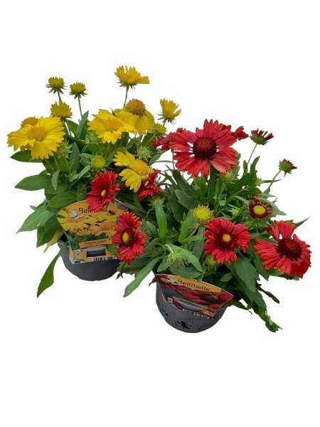 Picture of Gaillardia aristata yellow