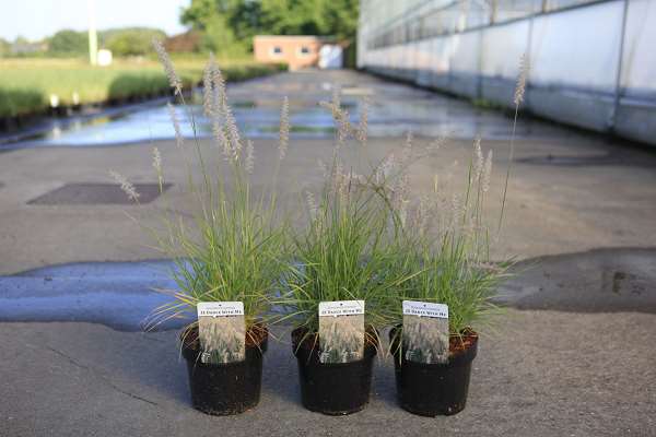 Picture of Pennisetum orientale js dance with me
