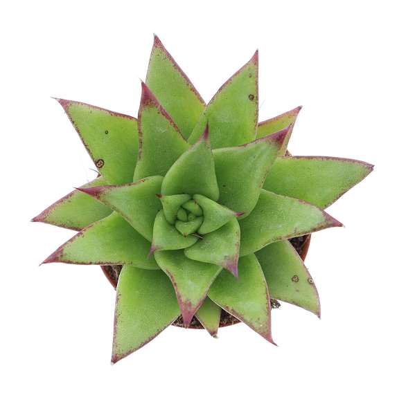 Picture of Echeveria agavoides ebony