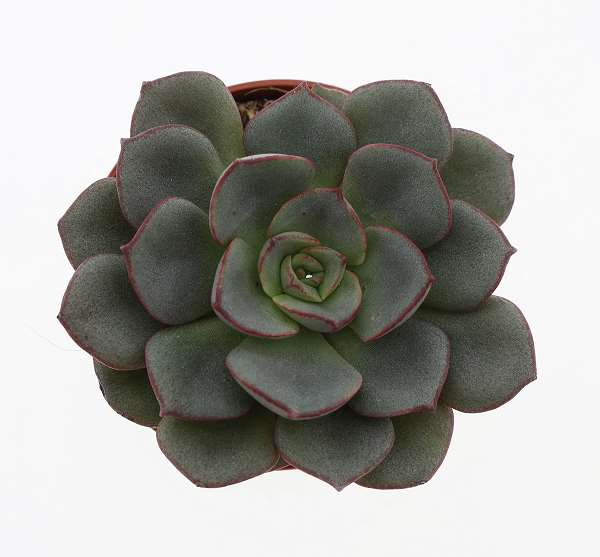 Picture of Echeveria moranii