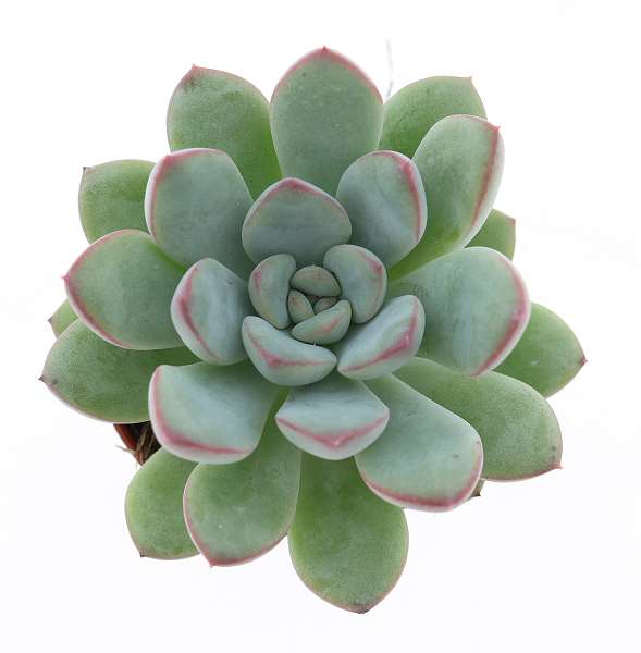 Picture of Echeveria morning dew