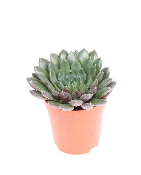 Picture of Echeveria scorpio