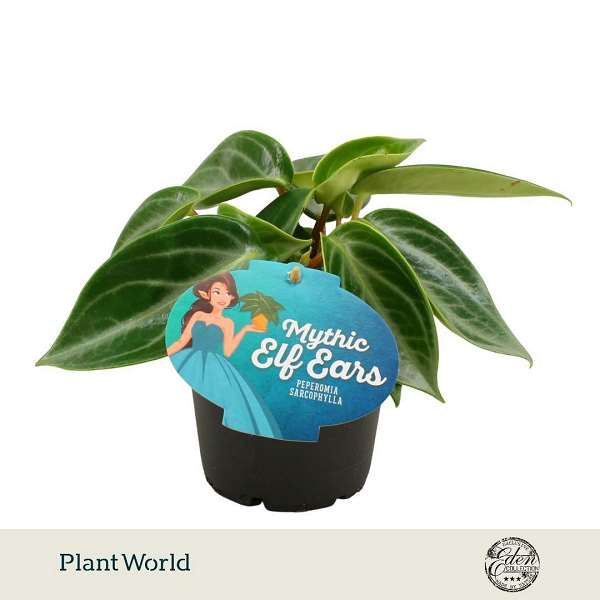 Picture of Peperomia sarcophylla