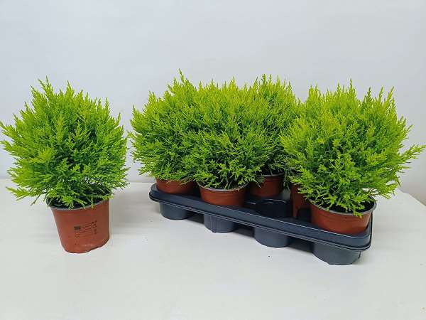 Picture of Cupressus macrocarpa goldcrest wilma ball
