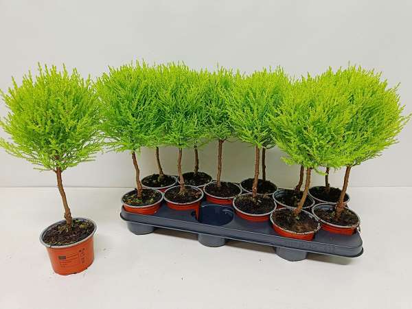 Picture of Cupressus macrocarpa goldcrest wilma ball stem