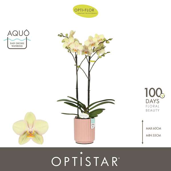 Picture of Phalaenopsis 02-stem optistar shakira in ceramic
