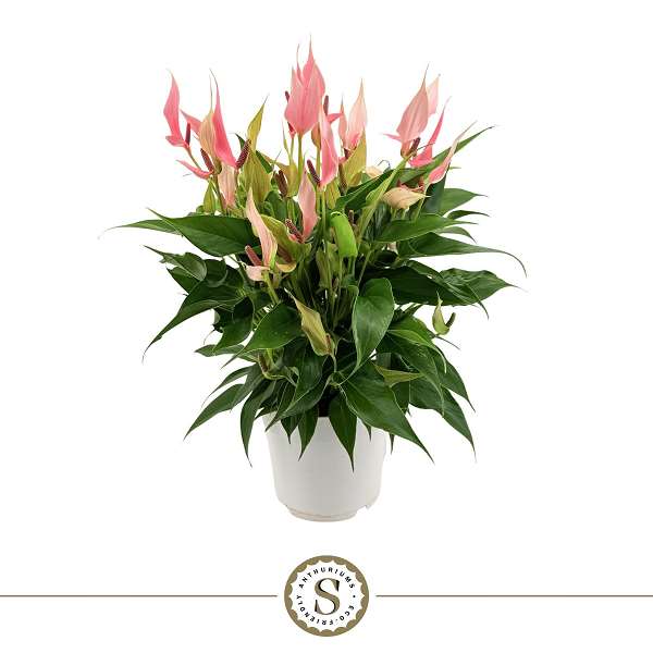 Picture of Anthurium andraeanum lilli