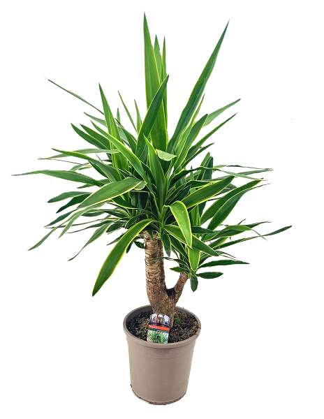 Picture of Yucca elephantipes branched