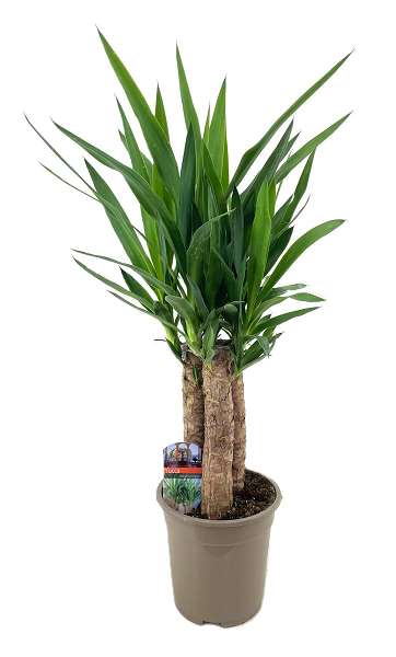 Picture of Yucca elephantipes trio