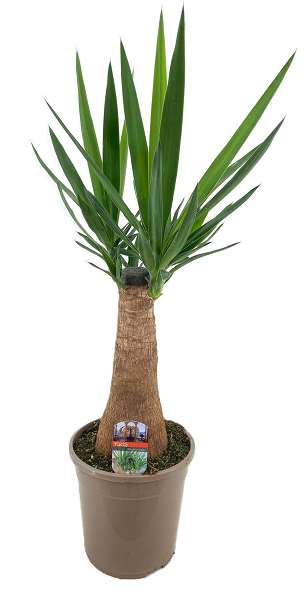 Picture of Yucca elephantipes