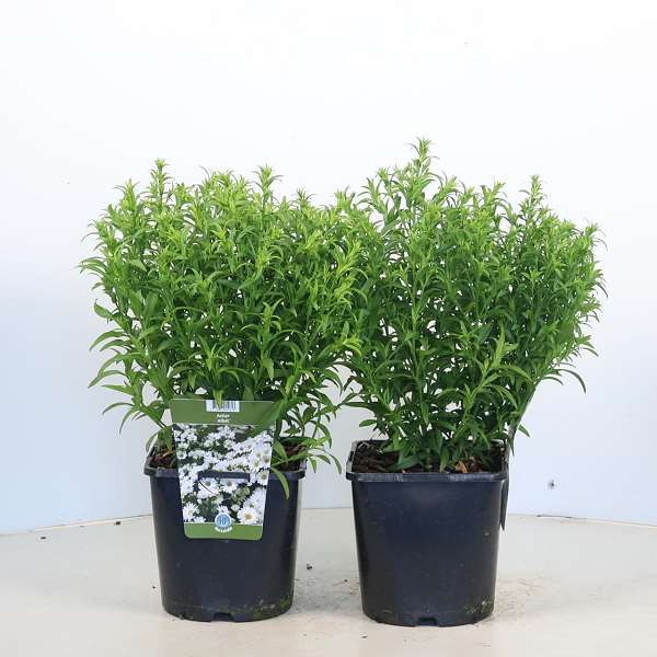 Picture of Aster dumosus albit