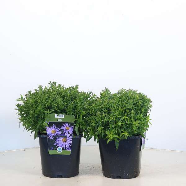 Picture of Aster dumosus beryll