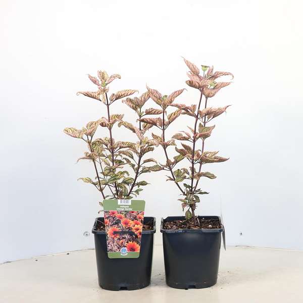 Picture of Heliopsis helianthoides orange marble