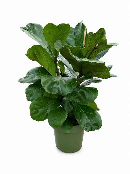 Picture of Ficus lyrata