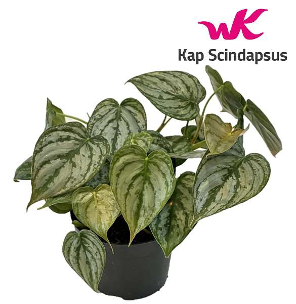 Picture of Philodendron brandtianum