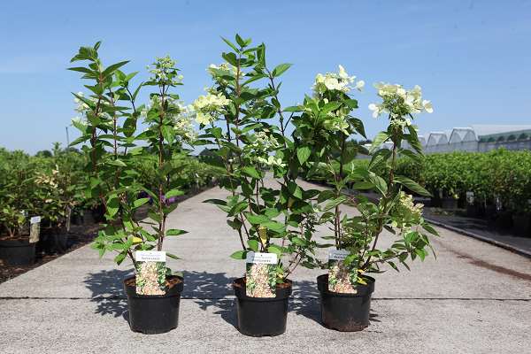 Picture of Hydrangea pan  pastelgreen (pbr)