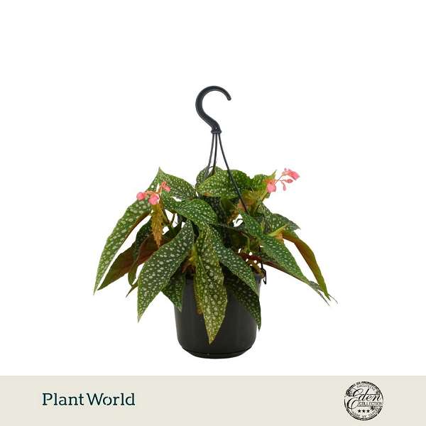 Picture of Begonia double dot in hanging basket