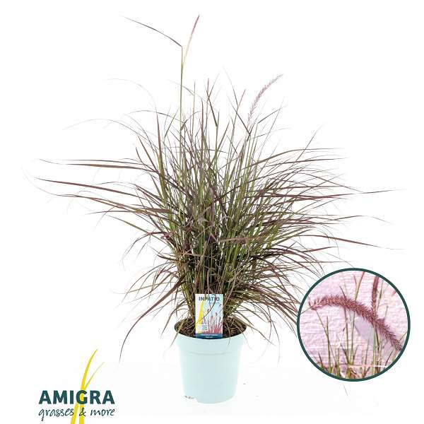 Picture of Pennisetum adv  rubrum dwarf