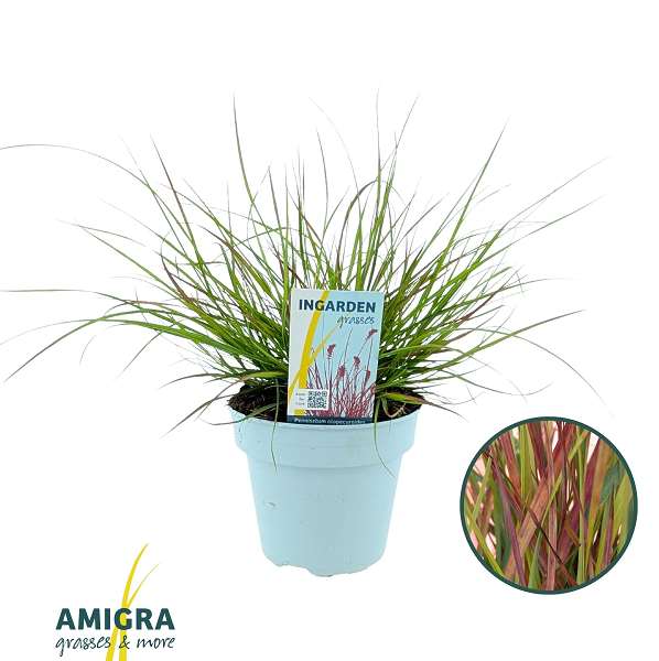 Picture of Pennisetum alop  burgundy bunny