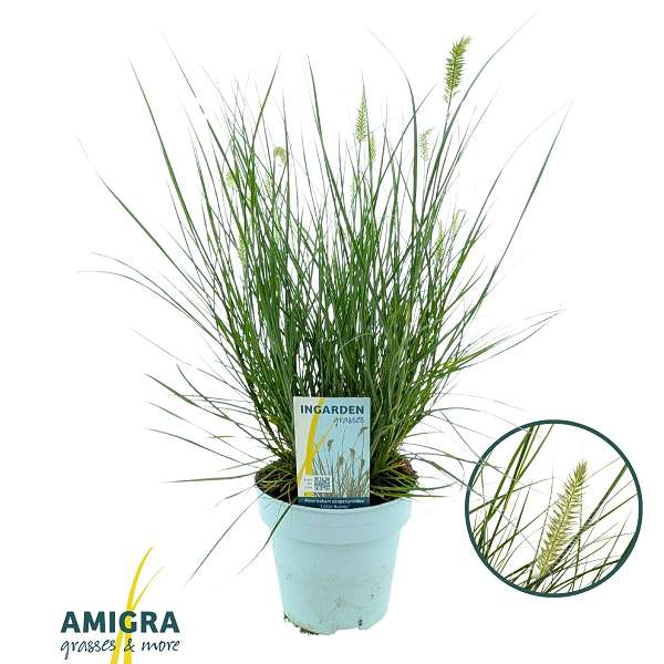 Picture of Pennisetum alop  little bunny